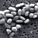 A Mono-tóban talált új -  GFAJ-1 azonosítójú - baktériumok. Foszfor helyett arzén van a DNS-ükben. Egy baktérium kb. 2-3 nanométeres.