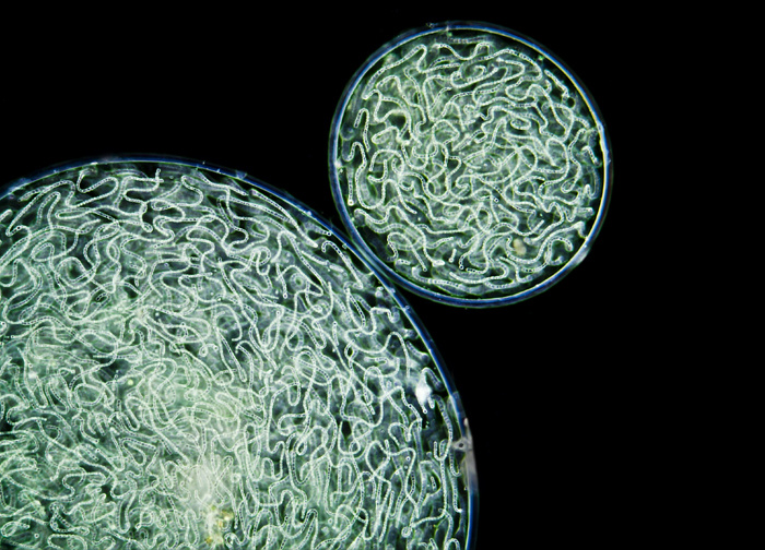 A tizedik helyezett  - A Nostoc commune kékbaktértium különálló telepei