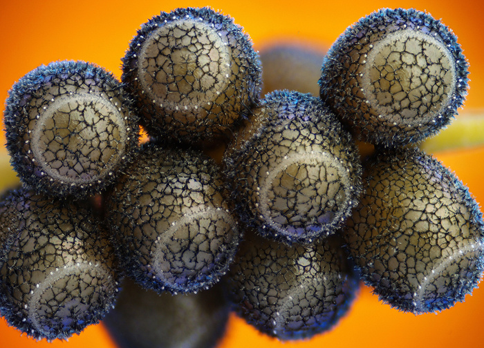 A tizedik helyezett  - A Nostoc commune kékbaktértium különálló telepei