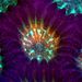 Az ötödik helyezett - Goniastrea sp., ismertebb nevén zöld agykorall. A központi korallpolipot négy másik veszi körbe. A korallfal rózsaszín.