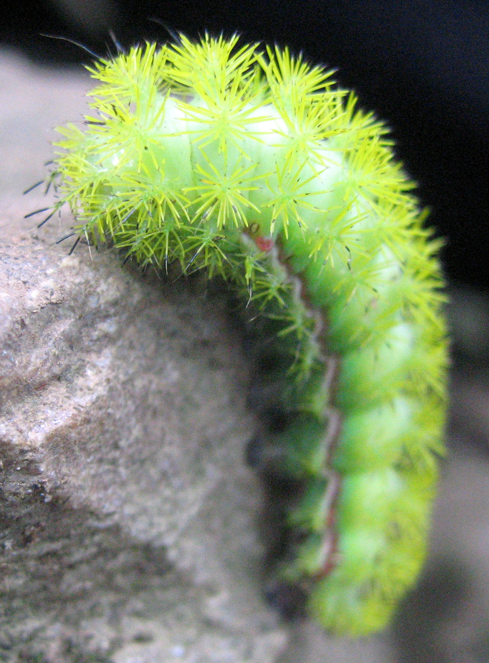 Boszorkányhernyó (hag caterpillar).