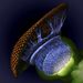 A muslica (Drosophila melanogaster) látórendszere a bábfejlődés félidején. A retina arany, a fényérzékelő axonjai kék, az agy zöld színben látható


Nagyítás: 1500x


Fotós: W. Ryan Williamson, Howard Hughes Orvosi Intézet (USA, Ashburn, Virginia)