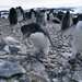 Ez a pingvinfajta csak jégmentes területen képes költeni, a párok kavicsokból hordják össze a fészküket. 