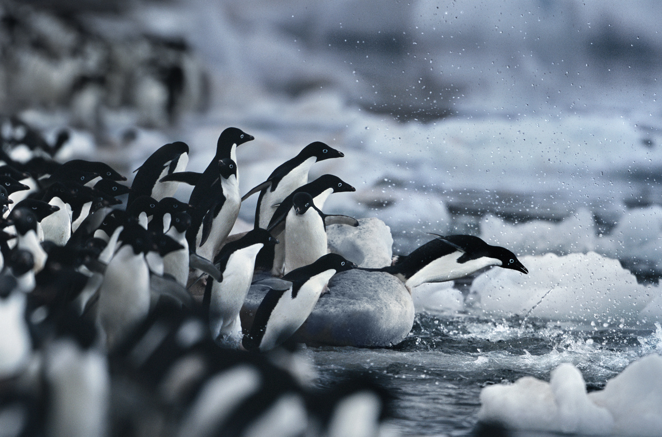 A költési időszakot követően a pingvinek visszatérnek a jégmezőkre vadászni. A jeges területek csökkenésének következtében 65 százalékkal kevesebb Adélie pingvin van ma, mint 25 évvel ezelőtt. 