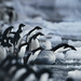 Az Adélie pingvinfajta apró termetű, a kifejlett  egyedek nagyjából 75 centi magasak, súlyuk mindössze 5-6 kg. 