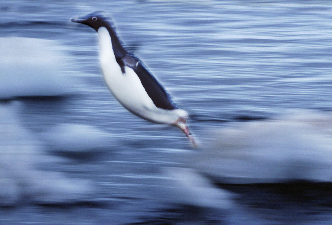 A költési időszakot követően a pingvinek visszatérnek a jégmezőkre vadászni. A jeges területek csökkenésének következtében 65 százalékkal kevesebb Adélie pingvin van ma, mint 25 évvel ezelőtt. 