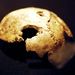 2000. Hitler koponyájának maradványa egy moszkvai múzeumban. A koponyacsonthoz tartozó fogak elemzéséből állapították meg kutatók, hogy a maradványok Hitlertől származnak.