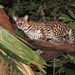 A hosszúfarkú macska (Leopardus wiedii) igen félénk állat, de a szemében tükröződő vakuvillanás fényerejét nézve ez érthető.