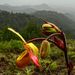 Az egyik legszebb surinamei orchideafaj, a Phragmipedium lindleyanum.