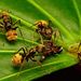 Egy lóhangyákból (Camponotus sp) álló kommandó egy rovartetemet takarít el.
