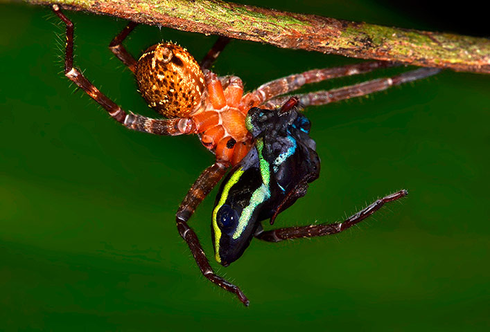 Ez a ruhafogasszerű képződmény egy ágat szorító Marmosops parvidens, vagyis karcsúoposszum. Főleg gyümölcsökkel és rovarokkal táplálkozik. Az őserdők őslakója.