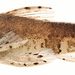 Ennek a barna halnak Parotocinclus a latin neve. Angolul False Suckernek hívják. Nem merjük elmondani, hogy ez magyarul mit jelent.