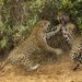 Visszatámad egy nőstény jaguár a párzani próbáló hímre a brazíliai Pantanalban.