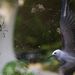 Pókhálóba ragadt madár a Seychelle-szigeteken