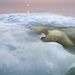 Jegesmedve emelkedik ki a jeges víz alól a Hudson-öbölben