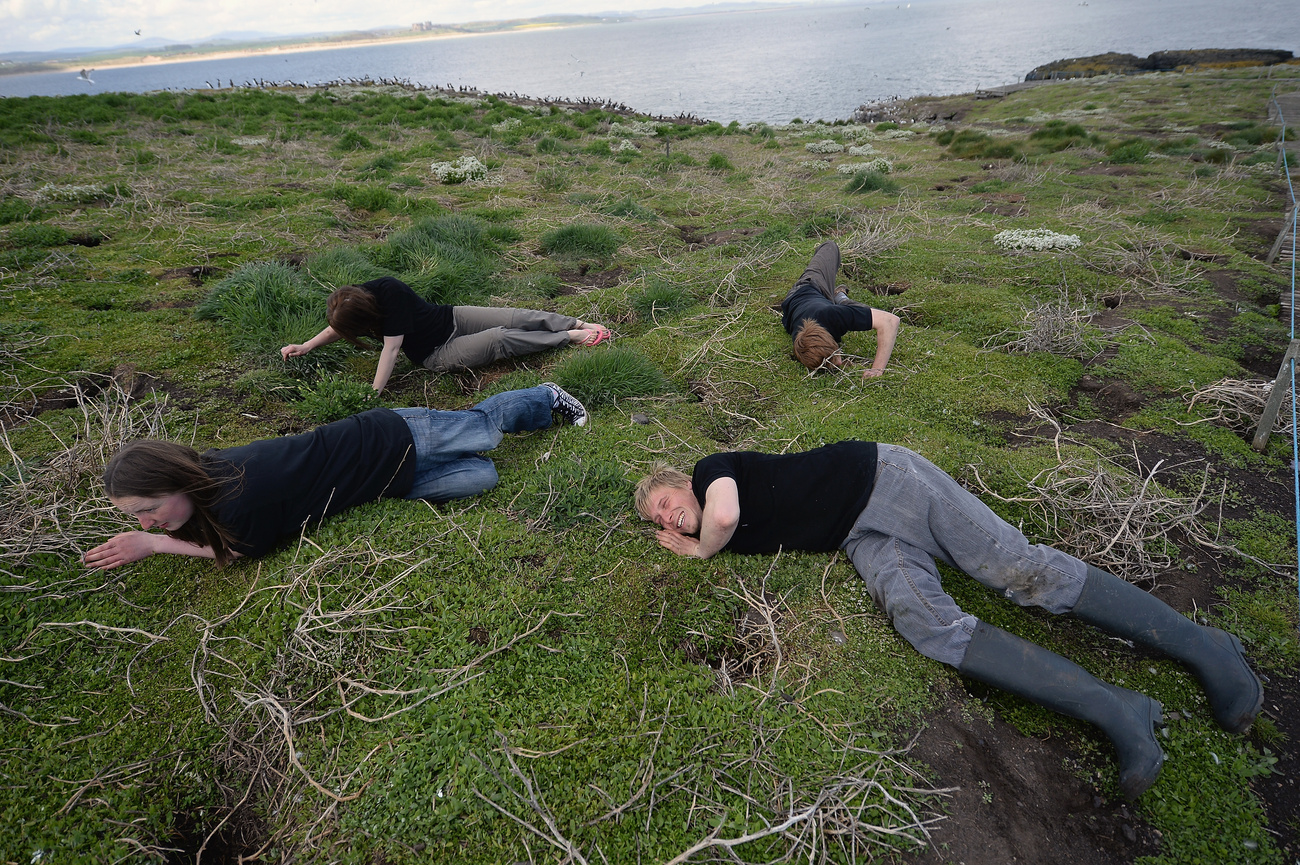 A brit természetvédelmi hatóságok minden ötödik évben a szigetre látogatnak és megszámolják a fratercula populációt. Tavaly negyvenezren voltak, ami nyolc százalékkal több, mint 2008-ban.