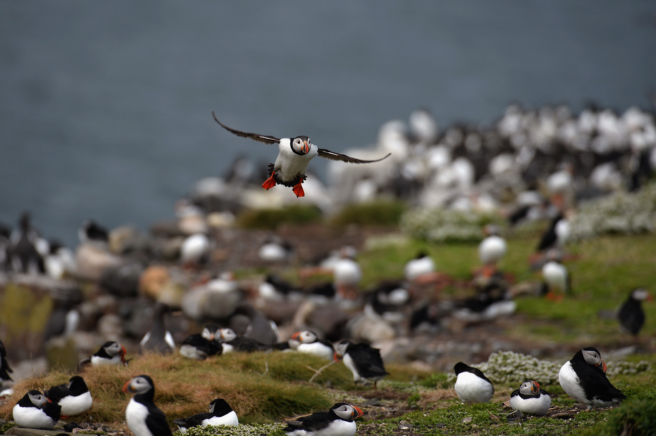 A brit természetvédelmi hatóságok minden ötödik évben a szigetre látogatnak és megszámolják a fratercula populációt. Tavaly negyvenezren voltak, ami nyolc százalékkal több, mint 2008-ban.