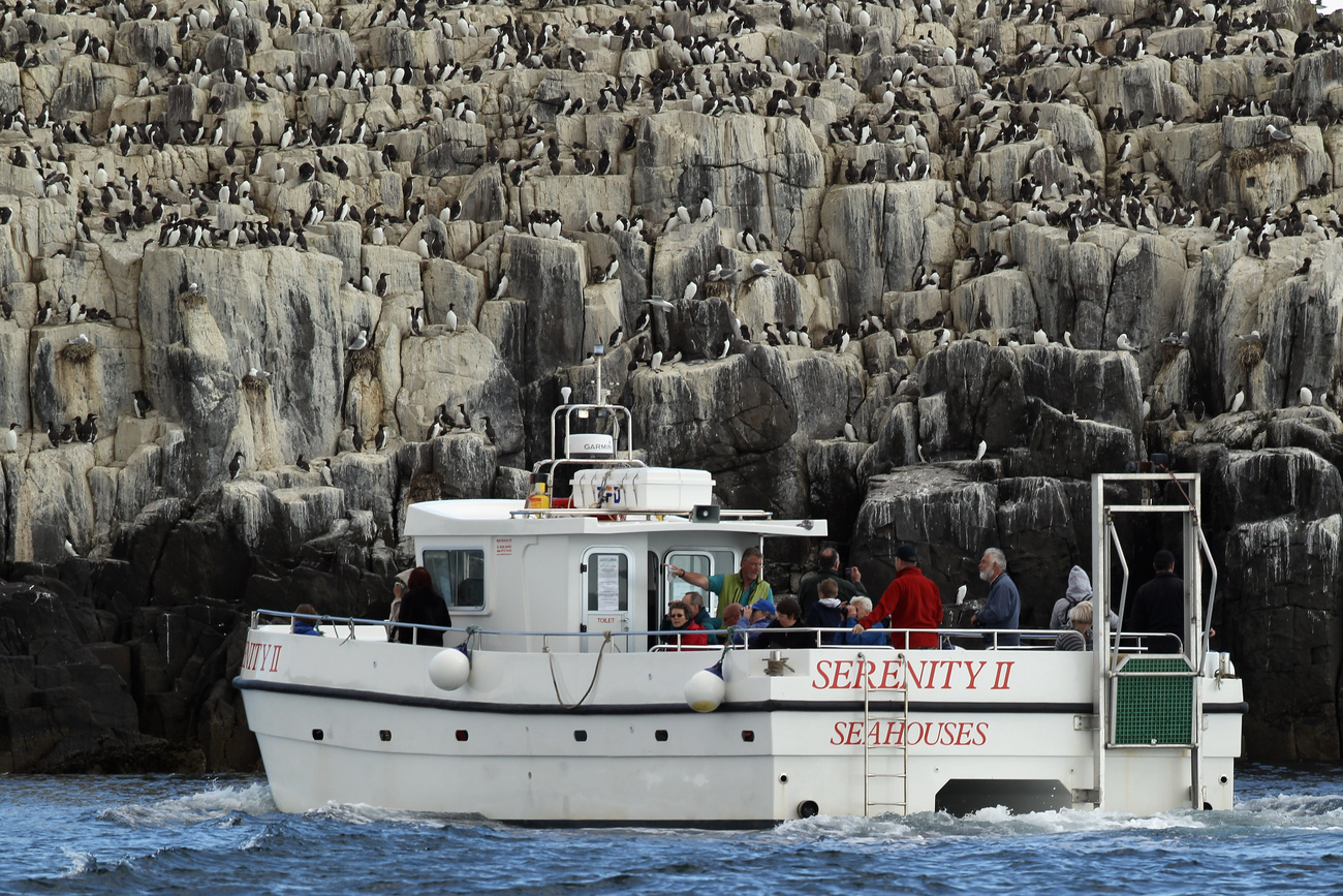 A brit természetvédelmi hatóságok minden ötödik évben a szigetre látogatnak és megszámolják a fratercula populációt. Tavaly negyvenezren voltak, ami nyolc százalékkal több, mint 2008-ban.