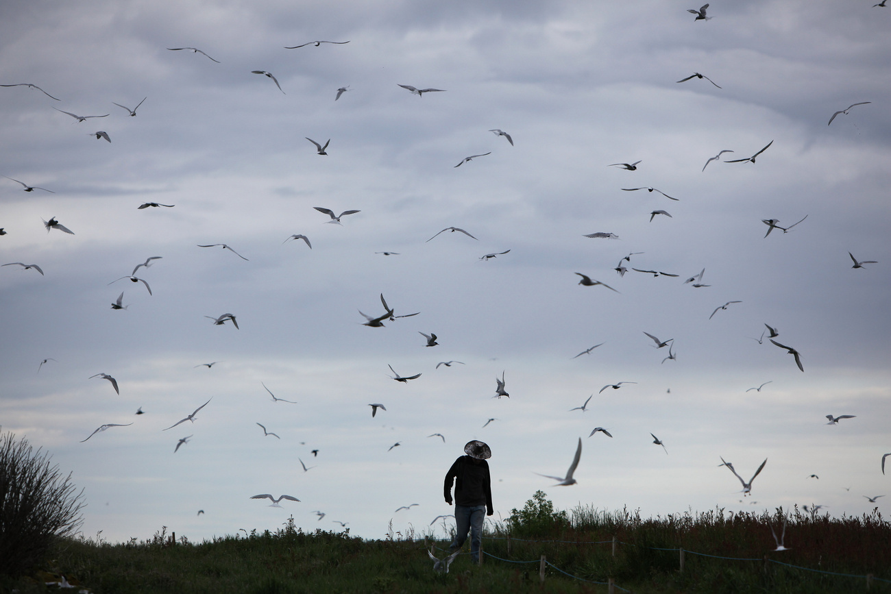 A brit természetvédelmi hatóságok minden ötödik évben a szigetre látogatnak és megszámolják a fratercula populációt. Tavaly negyvenezren voltak, ami nyolc százalékkal több, mint 2008-ban.