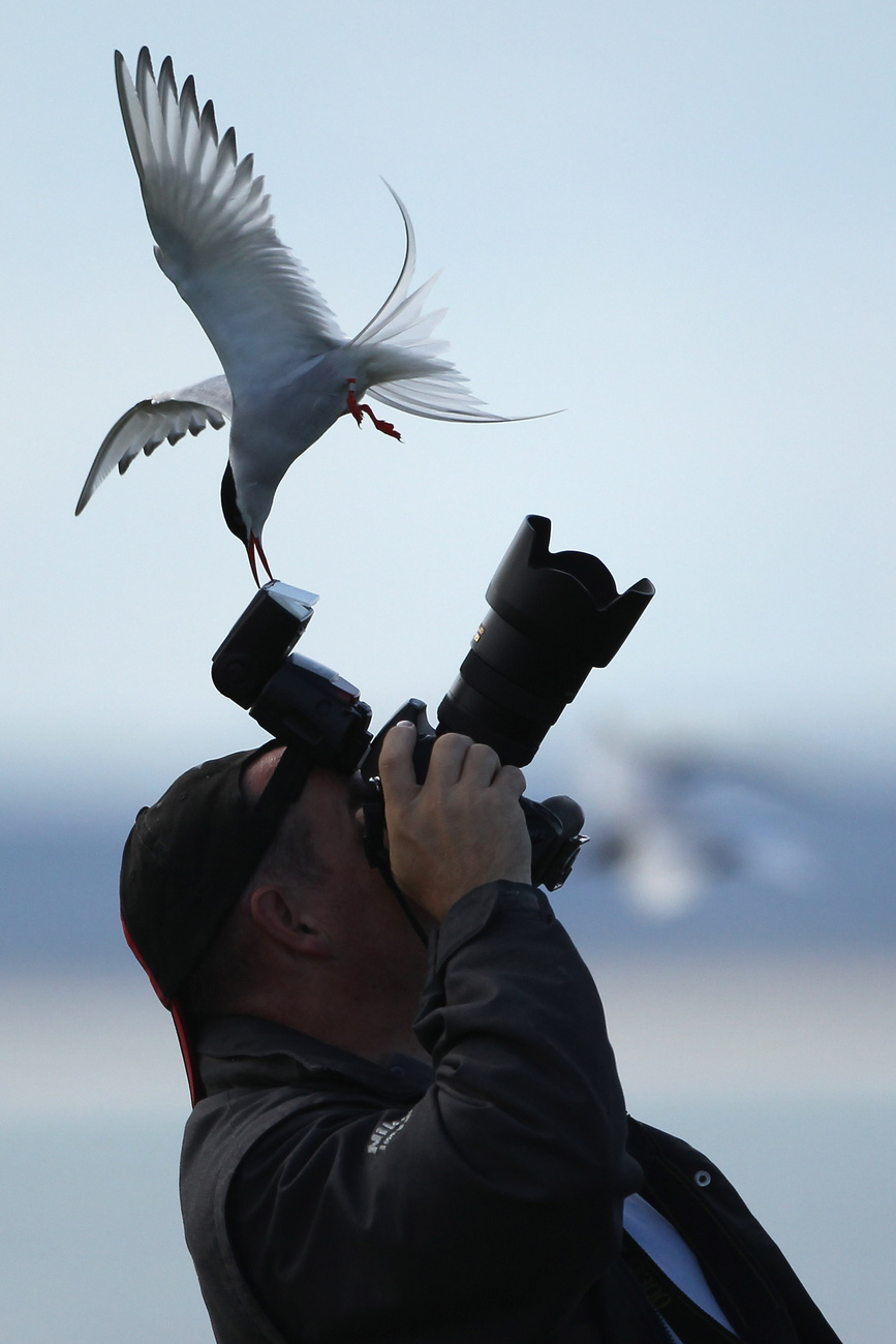 A brit természetvédelmi hatóságok minden ötödik évben a szigetre látogatnak és megszámolják a fratercula populációt. Tavaly negyvenezren voltak, ami nyolc százalékkal több, mint 2008-ban.