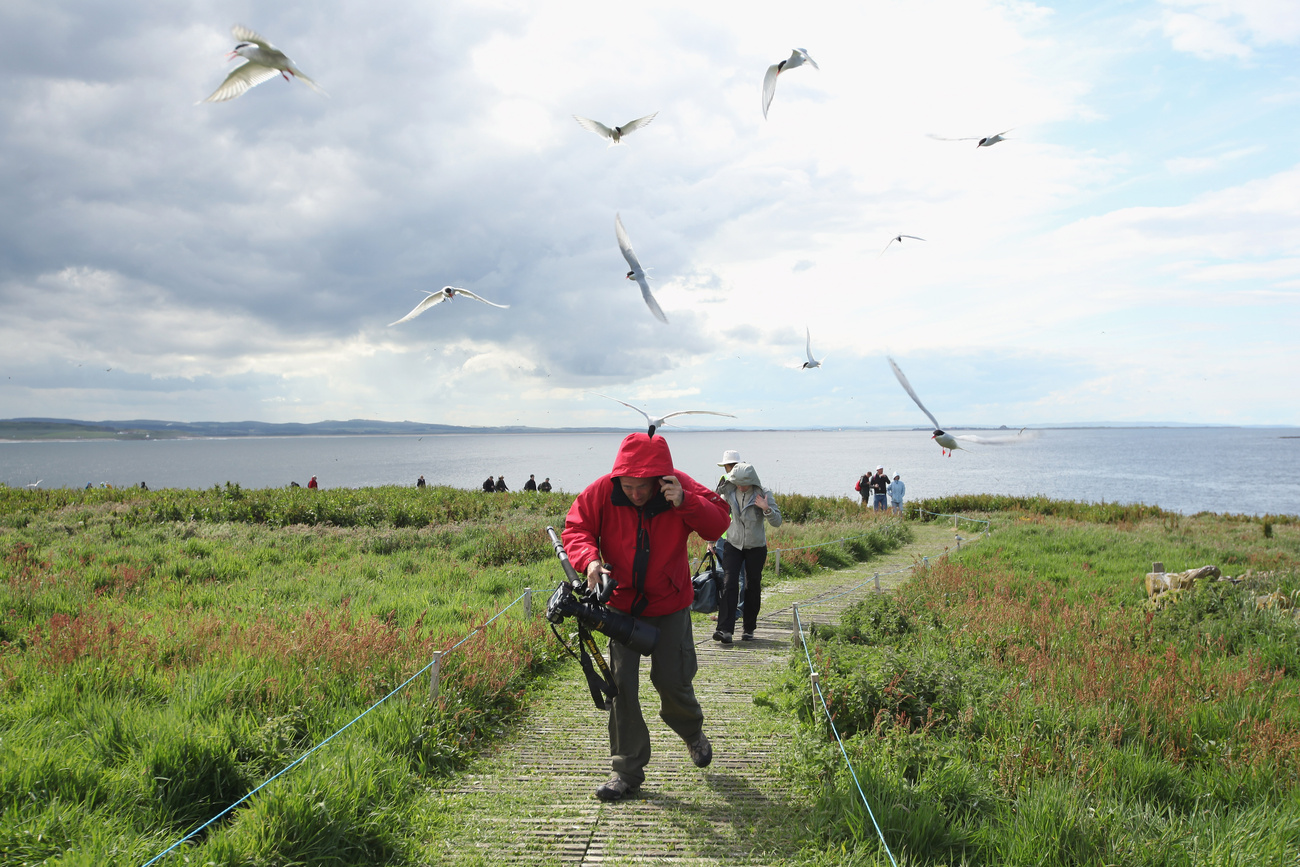 A brit természetvédelmi hatóságok minden ötödik évben a szigetre látogatnak és megszámolják a fratercula populációt. Tavaly negyvenezren voltak, ami nyolc százalékkal több, mint 2008-ban.