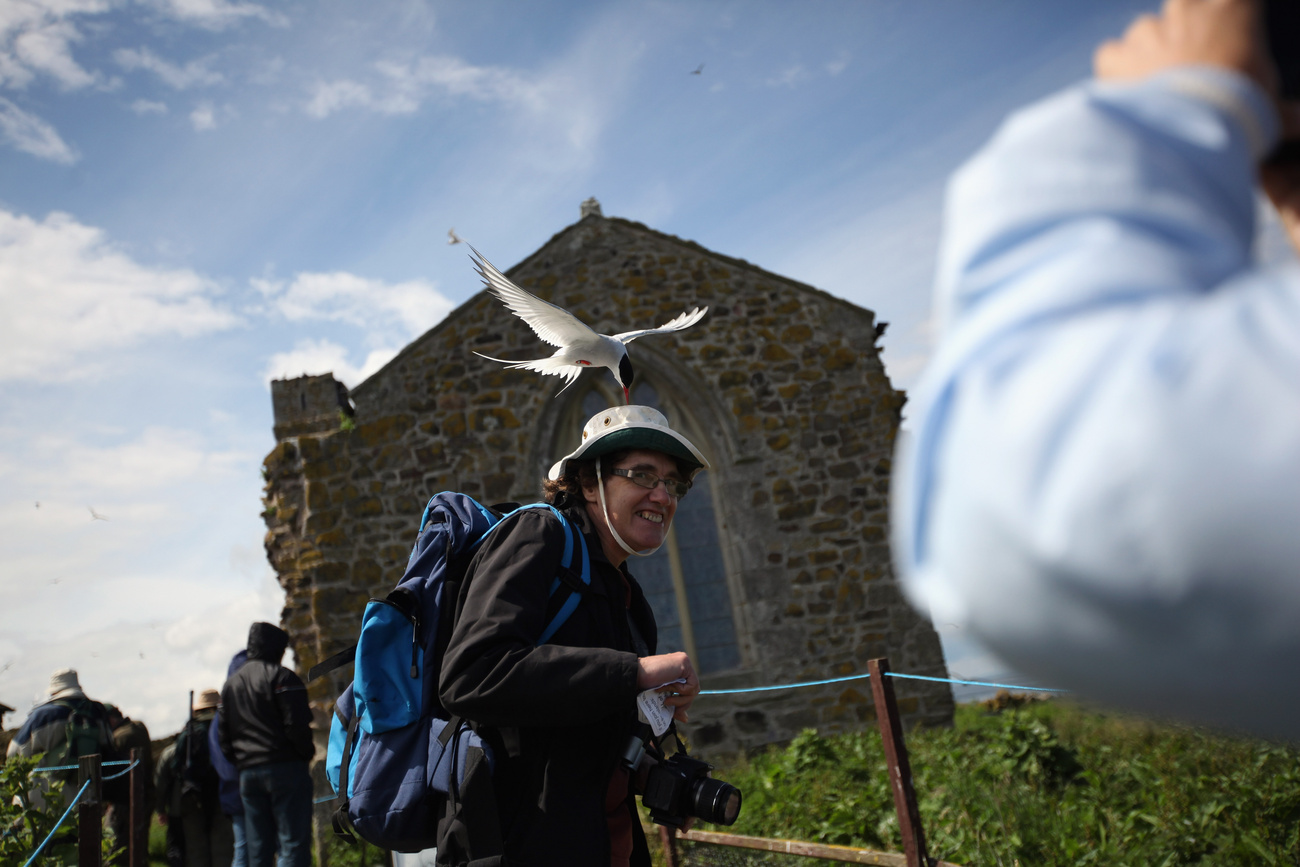 A brit természetvédelmi hatóságok minden ötödik évben a szigetre látogatnak és megszámolják a fratercula populációt. Tavaly negyvenezren voltak, ami nyolc százalékkal több, mint 2008-ban.