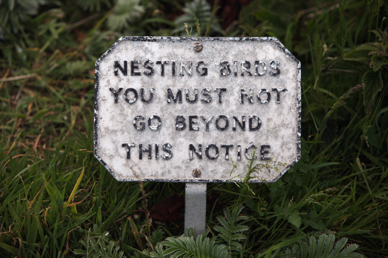 A brit természetvédelmi hatóságok minden ötödik évben a szigetre látogatnak és megszámolják a fratercula populációt. Tavaly negyvenezren voltak, ami nyolc százalékkal több, mint 2008-ban.