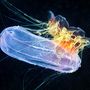 A látszat csal. Ez nem egy Zeppelin méretűre felfújt fluoreszkáló koton, hanem egy bordásmedúza. A tűzeffektet játszó kis izék pedig a Cyanea capillaták, ismertebb nevükön szakállas medúzák. A szimbiózist Alexander Szemenov fényképezte le.