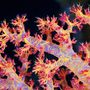 LSD nélkül csak a tengerfenéken láthatunk hasonlót. Ezek itt tengeri korallfák.