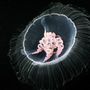 A medúzák 98 százalékban vízből állnak. Az a rojtos, agyvelőszerű izé ott középen valószínűleg a maradék 2 százalék.