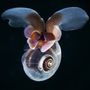 A tengeri pillangó, latin nevén Limacina helicina valójában egy csigaféle, ami a füleivel csapkodva repül a vízben. Még hogy Istennek nincs humorérzéke!