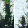 A Bear Glacier (Medve Gleccser) Alaszkában található, az elmúlt évtizedekben jelentősen csökkent a mérete.