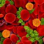 Az emberi vér vörösvérsejtekkel. A narancssárgák T-limfociták (immunsejtek), a zöldek pedig vérlemezkék (ezek a legkisebb vérsejtek). 