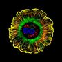 Ilyen az emberi máj leggyakoribb sejtje, a hepatocit. Fontos szerepet játszanak a fehérjék építésében, az epetermelésben és a testben talált molekulák feldolgozásában.