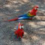A két papagáj szabadlábon védekezhet.