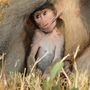 A majmoknál viszont kevésbé adnak a spanyol etikettre, így a majommama akkor sem vágja pofán a kicsinyét, ha az játszik az étellel, ami mellesleg az ő mellbimbója.