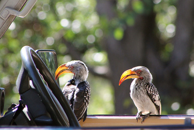 Nem látható pontosan, hogy ezt a zsiráfot most tényleg teherautóval viszik, esetleg egy bizarr trófeaként szögezték a fejét a kocsi tetejére - mint a vadászok a szarvasagancsot a gallytörő rácsra -, vagy hogy erre járt-e egy amerikai fogorvos, de a kompozíció tökéletes.