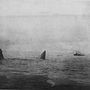 Az Invincible roncsai a hajó pusztulása után fél órával. A kép a HMS Benbow torpedóromboló fedélzetéről készült, a Benbow vette fel az Invincible robbanását megúszó hat túlélőt