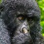 Egy orrát túró gorilla