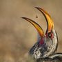 Déli sárgacsőrű tokó játszik az étellel egy afrikai nemzeti parkban. Az elcsípett termeszt a madár azért dobja a levegőbe, hogy könnyebben le tudja nyelni.

