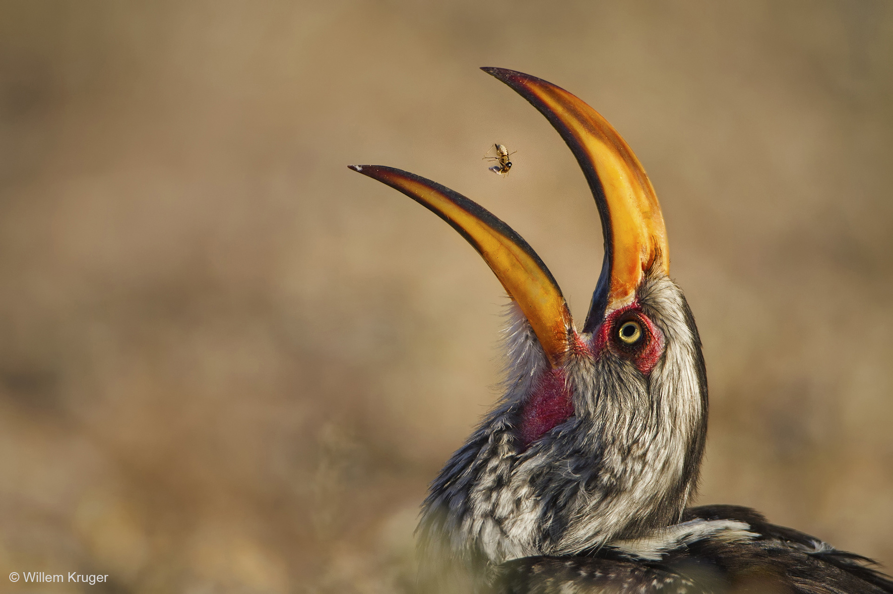 Déli sárgacsőrű tokó játszik az étellel egy afrikai nemzeti parkban. Az elcsípett termeszt a madár azért dobja a levegőbe, hogy könnyebben le tudja nyelni.
