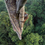 A 2016-os év természetfotós nagydíját Tim Laman nyerte ezzel a fotóval, amin a kihalás szélén álló borneói orangutánok egyik egyede látható egy indonéziai esőerdő fölé magasodó fán.