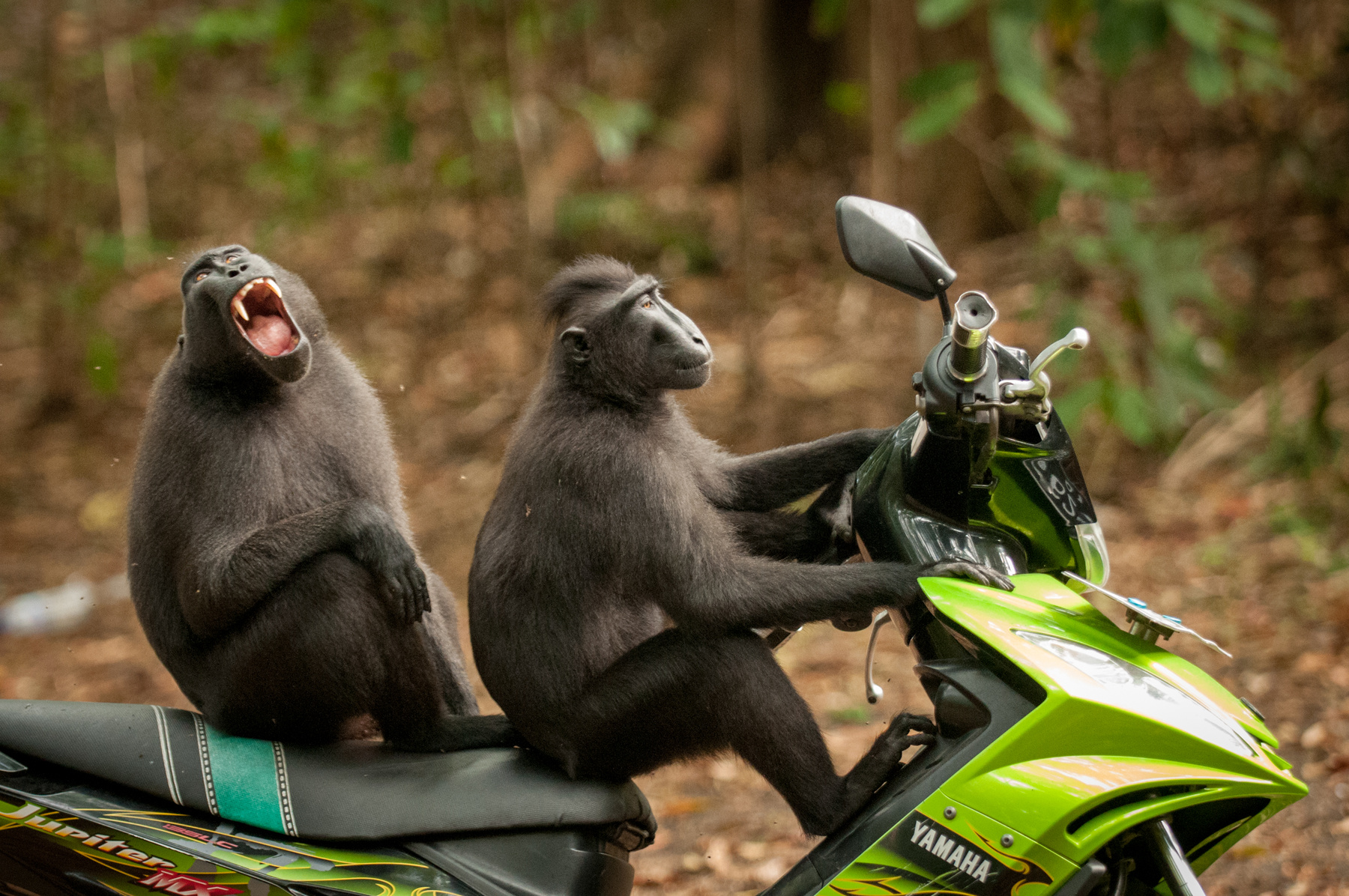 Makákók egy motoron Indonéziában