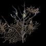 Elpusztult antarktiszi korall váza