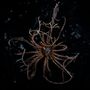 Promachocrinus kerguelensis (tollas tengeri csillag)