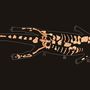 Magyarosuchus fitosi, a gerecsei őskrokodil