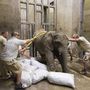 A gondozók szalmazsákokra fektetik Kitót a Nyíregyházi Állatpark hároméves afrikai elefántbikáját letört és begyulladt agyarának eltávolítása előtt 2018. június 11-én. 
