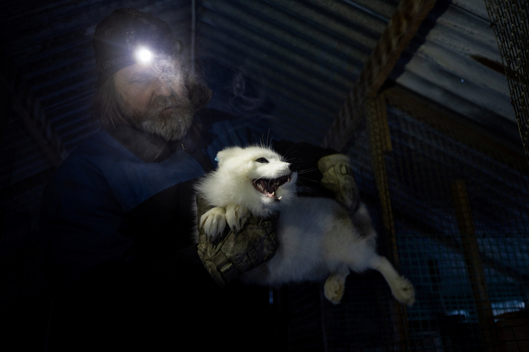 Egy kék és egy fehér sarki róka fut, miután szabadon engedték őket a Geilo melletti Hardangervidda Nemzeti Parkban, Norvégiában 2024. február 8-án