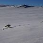 Egy kék és egy fehér sarki róka fut, miután szabadon engedték őket a Geilo melletti Hardangervidda Nemzeti Parkban, Norvégiában 2024. február 8-án