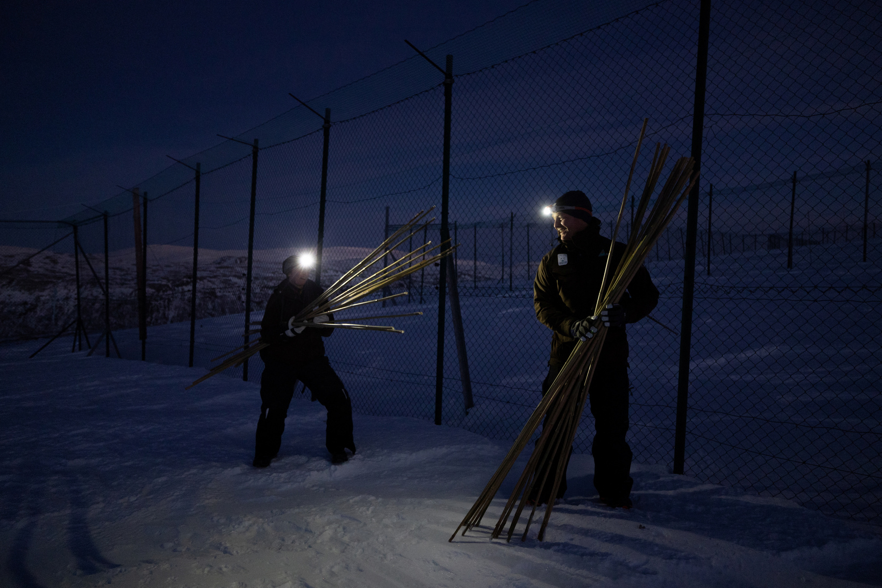 Egy kék és egy fehér sarki róka fut, miután szabadon engedték őket a Geilo melletti Hardangervidda Nemzeti Parkban, Norvégiában 2024. február 8-án